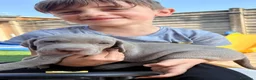 Weimaraner cani in vendita: Cuccioli Weimaraner  - Annuncio 22
