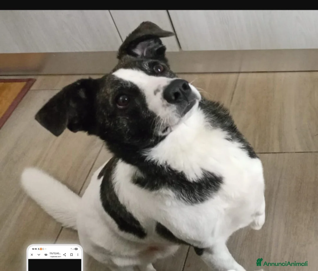 Meticcio cani in regalo: Luce femmina TRIPODE CERCA URGENTEMENTE! NUORO - Annuncio 1