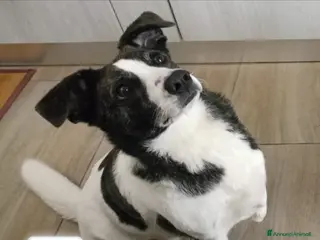 Meticcio cani Luce femmina TRIPODE CERCA URGENTEMENTE! NUORO - Annuncio 15