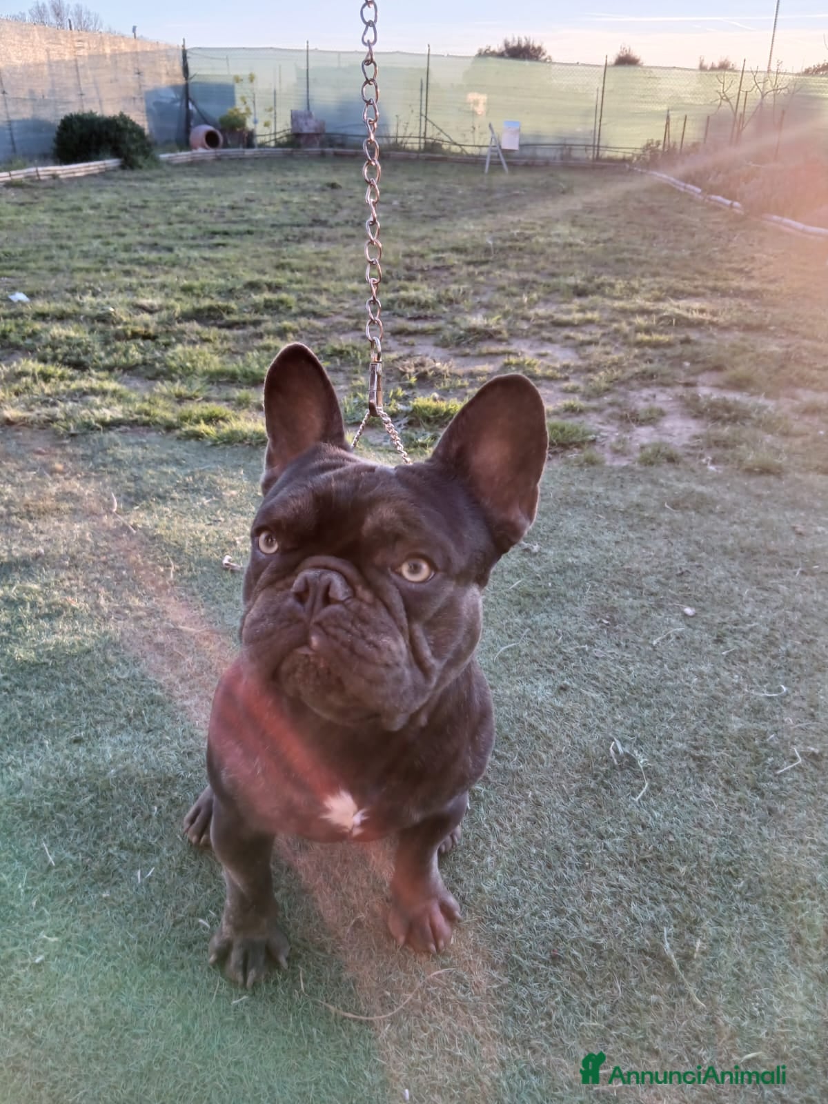 Bulldog Francese cani Disponibile per monte  - Annuncio 1