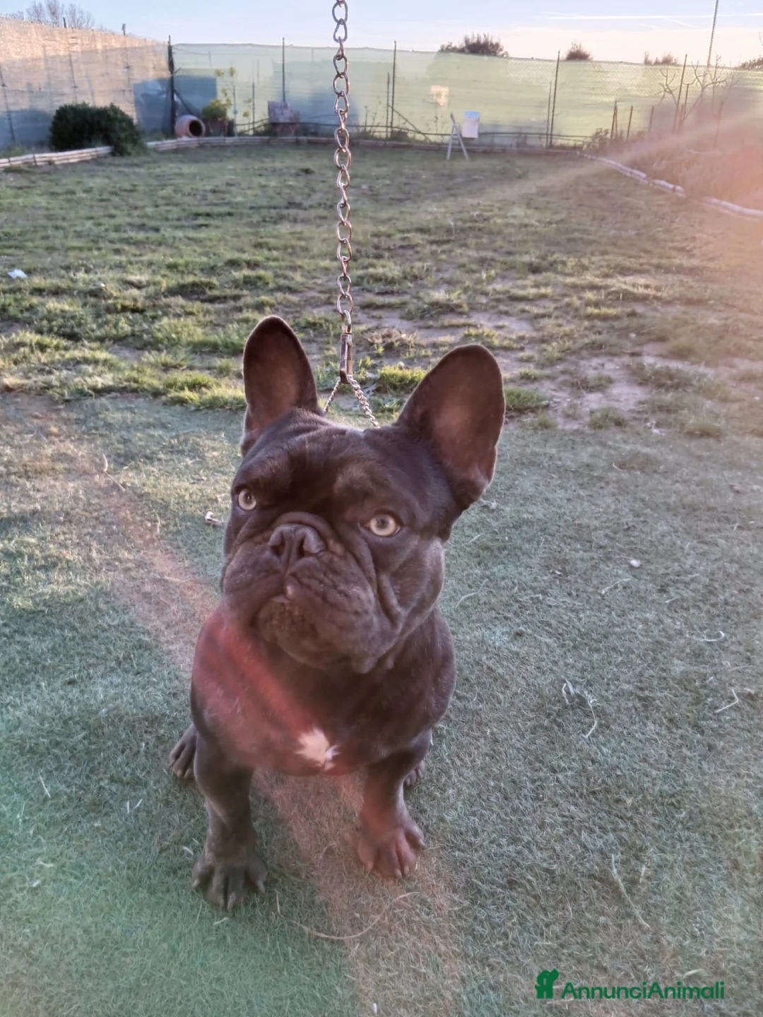 Bulldog Francese cani per accoppiamento: Disponibile per monte  - Annuncio 1