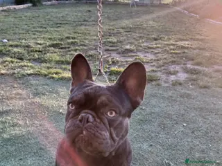 Bulldog Francese cani Disponibile per monte - Annuncio 9