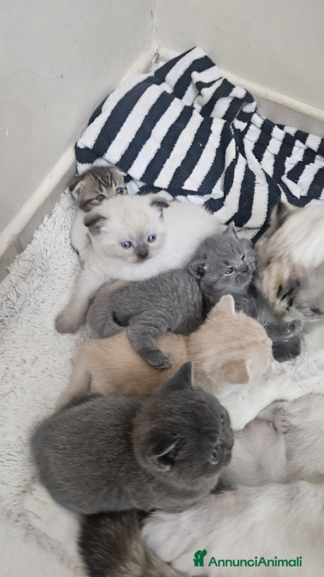 Scottish gatti in vendita: Schottich Fold e Scottich Straight  - Annuncio 3