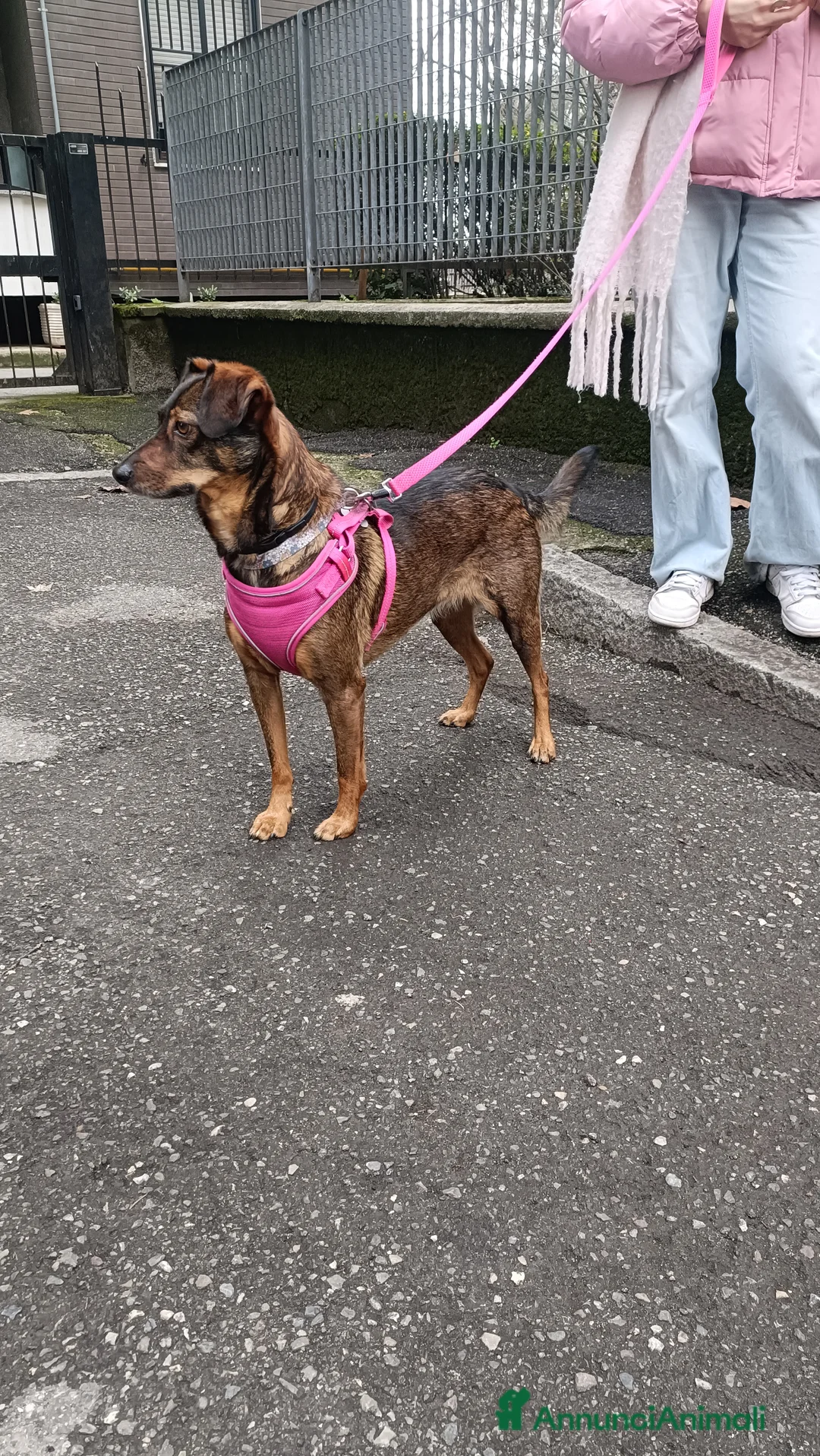 Meticcio cani in regalo: Laika  - Annuncio 2