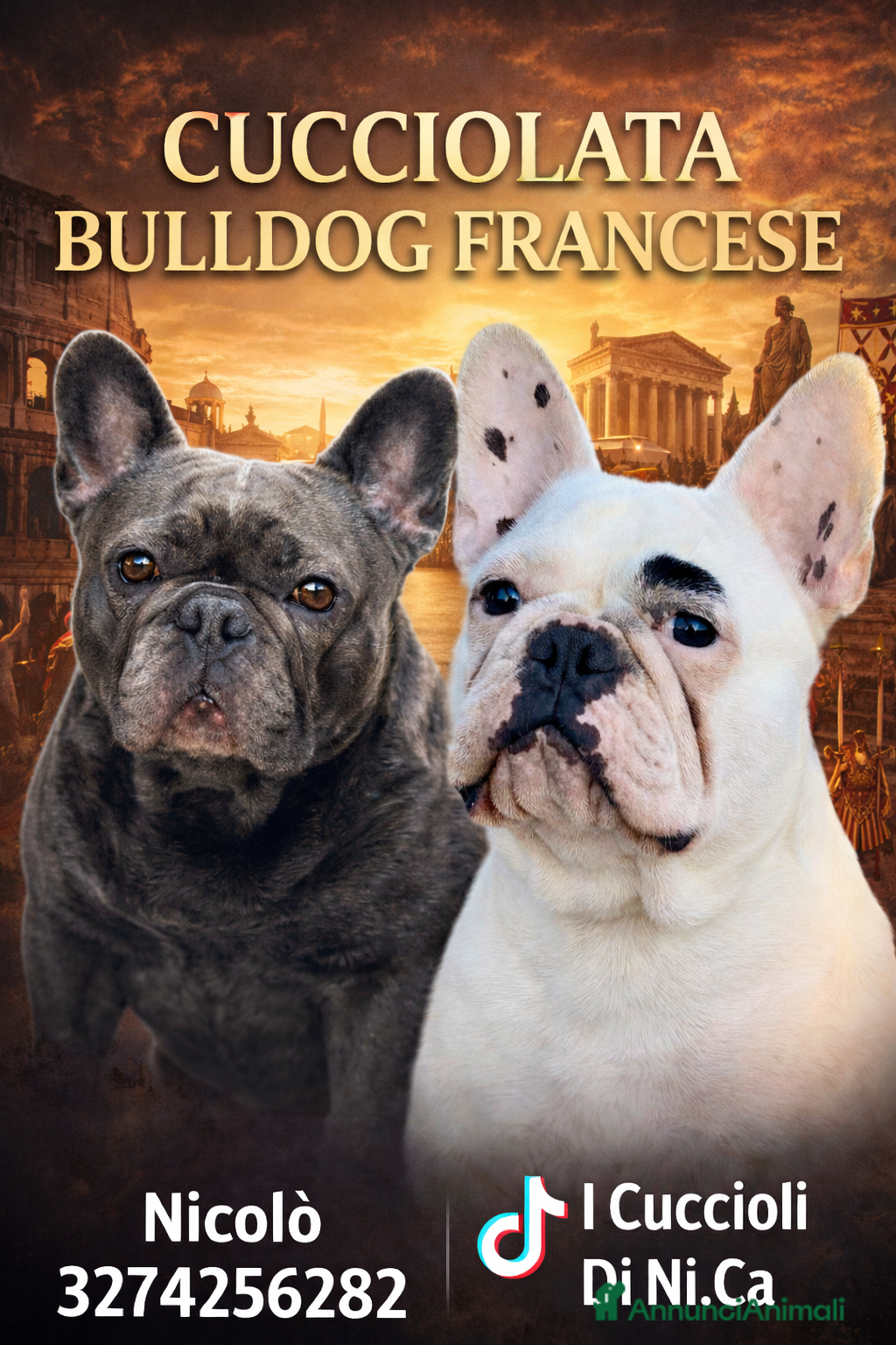 Bulldog Francese cani Ultimi due cuccioli Bulldog Francese  - Annuncio 1