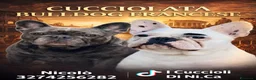 Bulldog Francese cani in vendita: Ultimi due cuccioli Bulldog Francese  - Annuncio 1