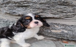 Cavalier King cani in vendita: Cavalier king con pedigree pronta da subito  a Provincia di Lecco - Immagine 8