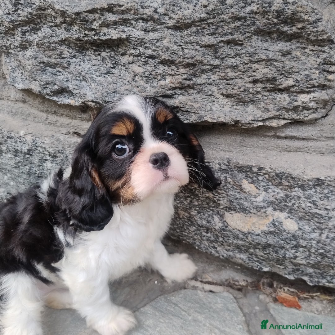 Cavalier King cani in vendita: Cavalier king con pedigree pronta da subito  a Provincia di Lecco - Immagine 8