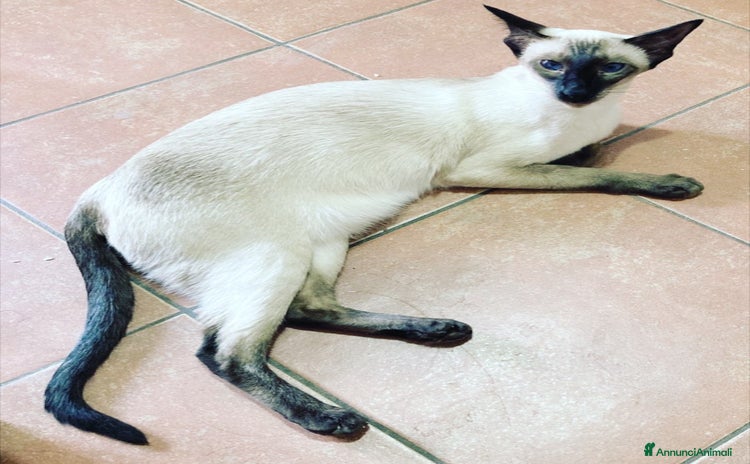 Siamese gatti a Città Metropolitana di Bologna - Annuncio 1