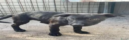 Meticcio cani in regalo: TENERO SIMIL LABRADORINO NERO a Provincia di Ferrara - Annuncio 2