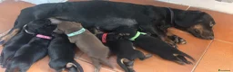 Bassotto cani in vendita: Prenotazione cuccioli - Annuncio 10