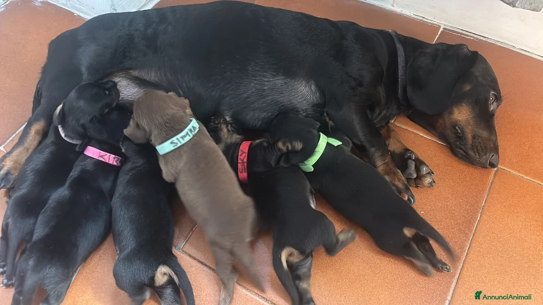 Bassotto cani in vendita: Prenotazione cuccioli - Annuncio 10