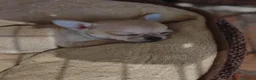 Chihuahua cani in vendita: Cucciola di chihuahua a Provincia di Piacenza - Annuncio 3