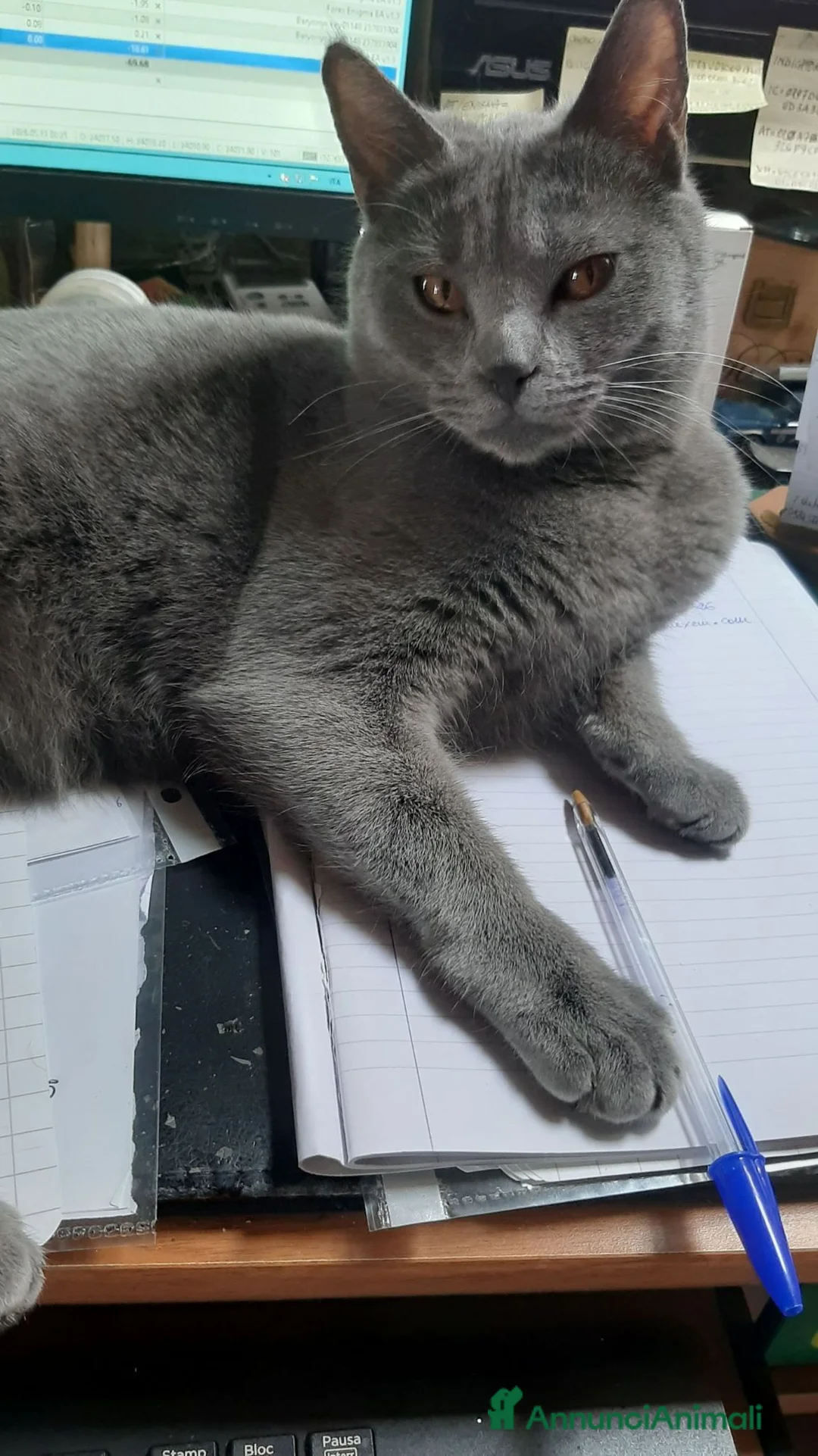 Certosino gatti in vendita: Cessione di Gattina Certosina  - Annuncio 1