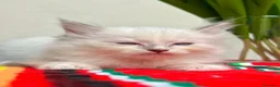 Ragdoll gatti in vendita: cuccioli di ragdoll genitori con pedigree - Annuncio 18