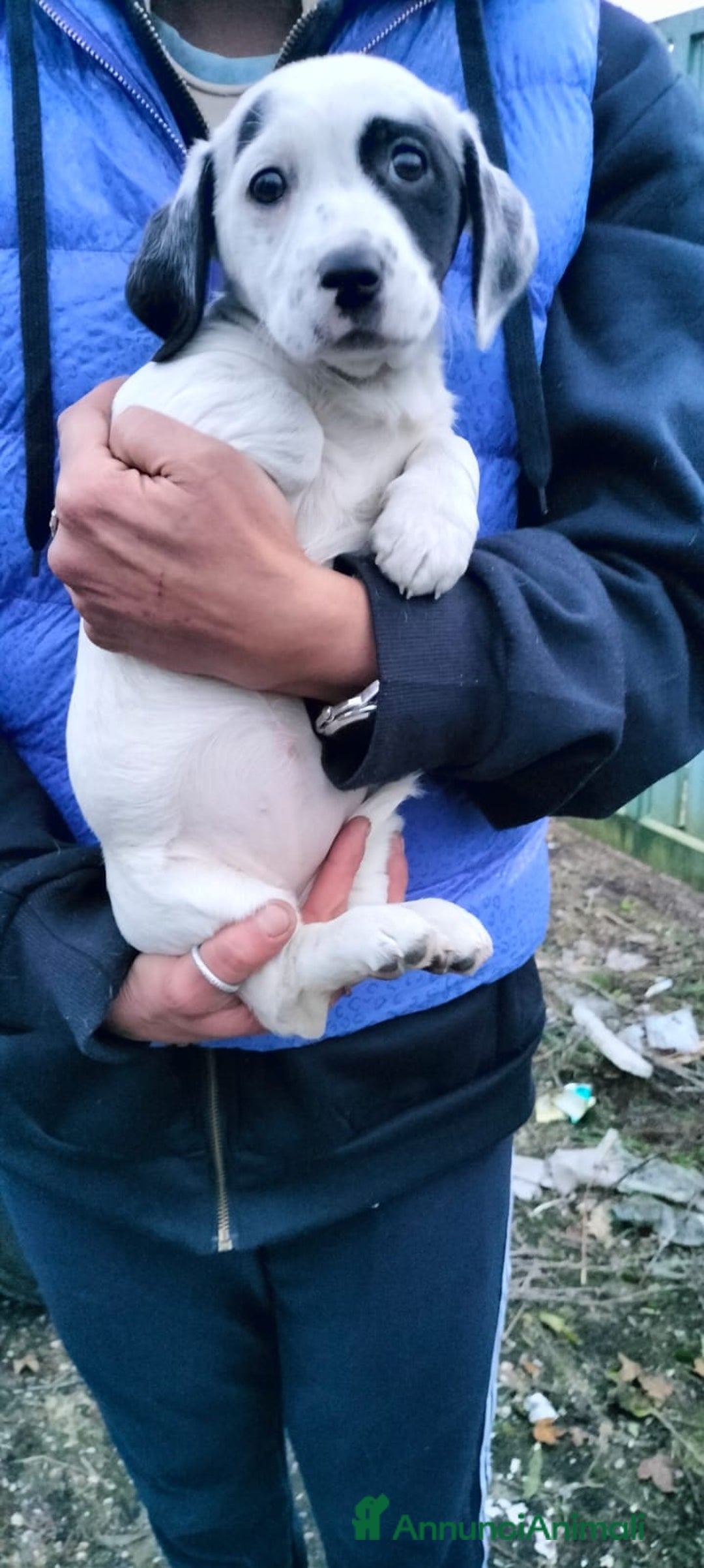 Meticcio cani in regalo: ALISIA - Annuncio 3