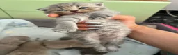 British gatti in vendita: gattini Scottish Fold e British Shorthair a Provincia di Padova - Annuncio 2
