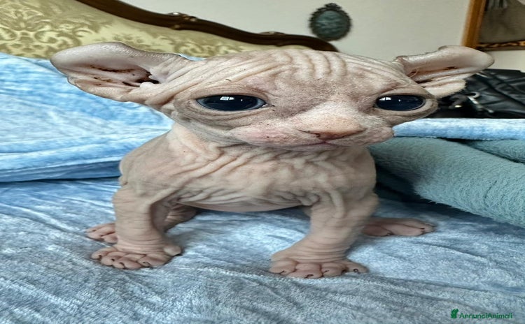 Sphynx gatti - Annuncio 1