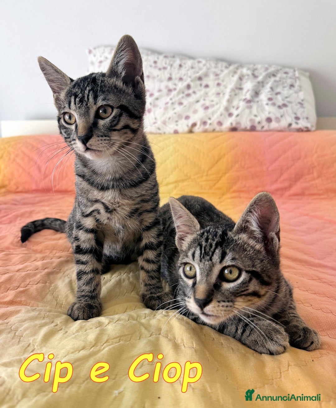 Europeo gatti in regalo: Cip e Ciop dolci gattini - Annuncio 2