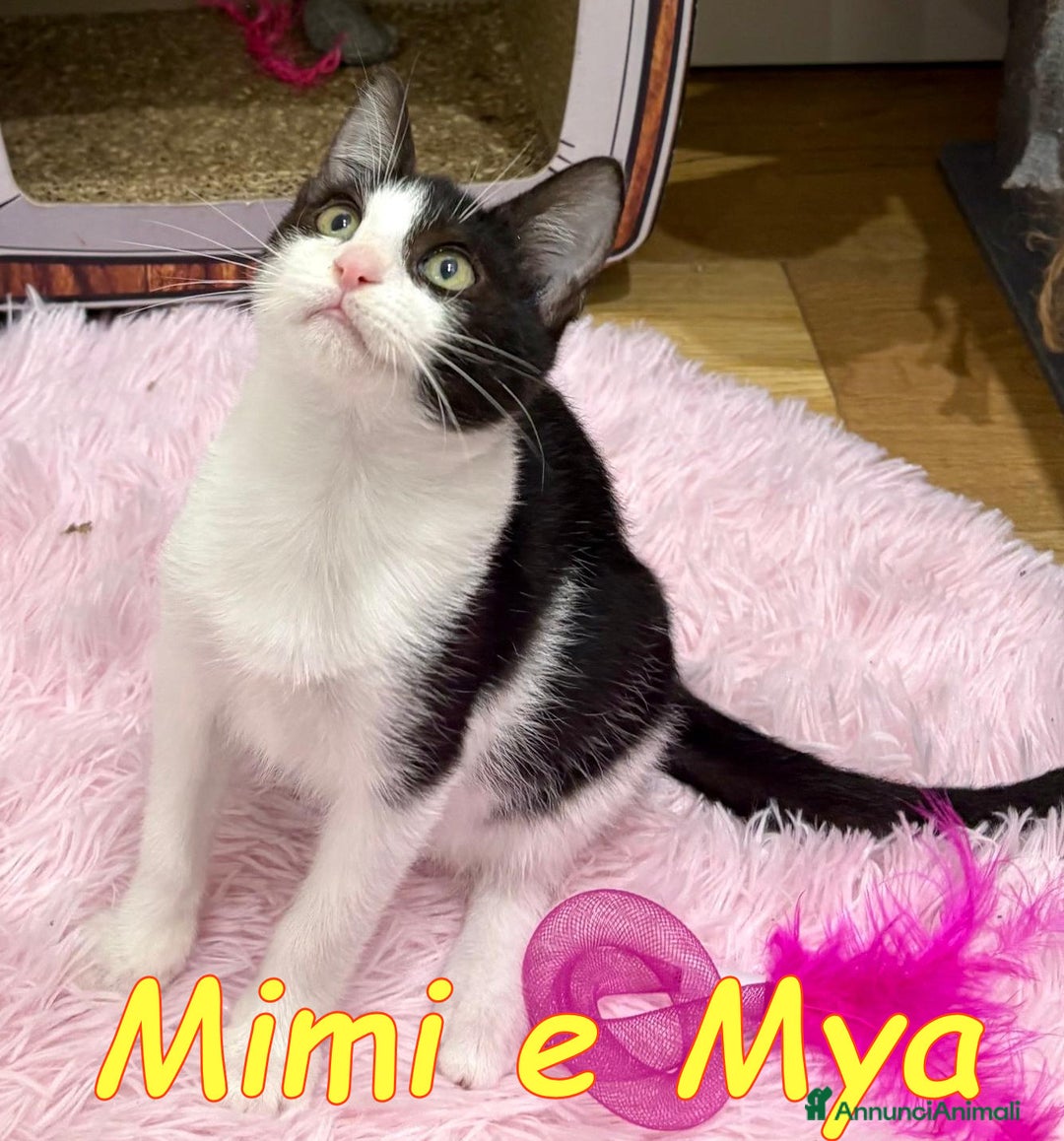 Europeo gatti in regalo: MIMI E MYA - Annuncio 3