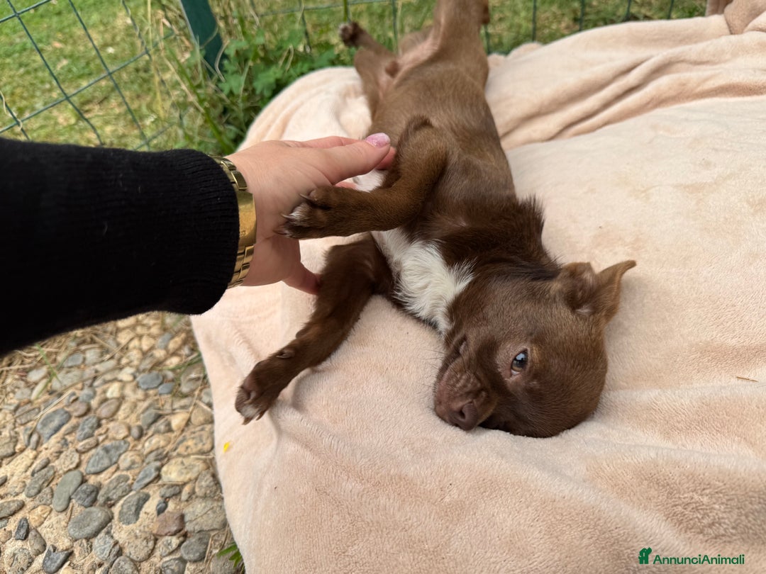 Chihuahua cani in vendita: Chihuahua maschio con pedigree Enci - Annuncio 11