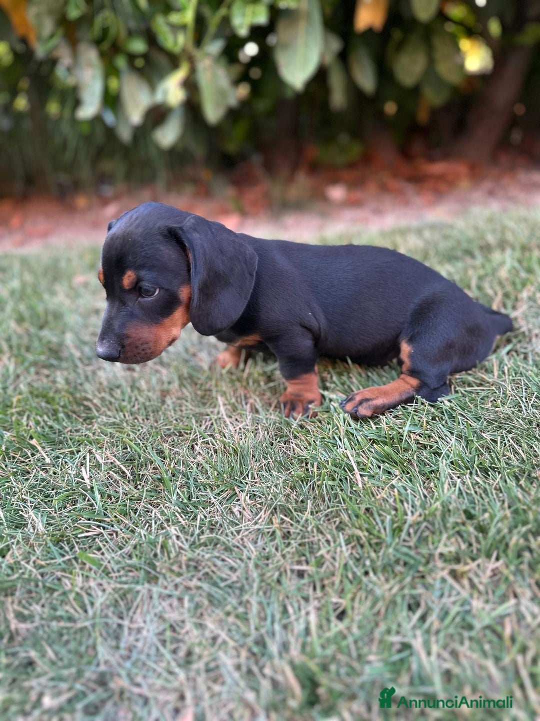 Bassotto cani in vendita: Bassotto  a Provincia di Parma - Immagine 4