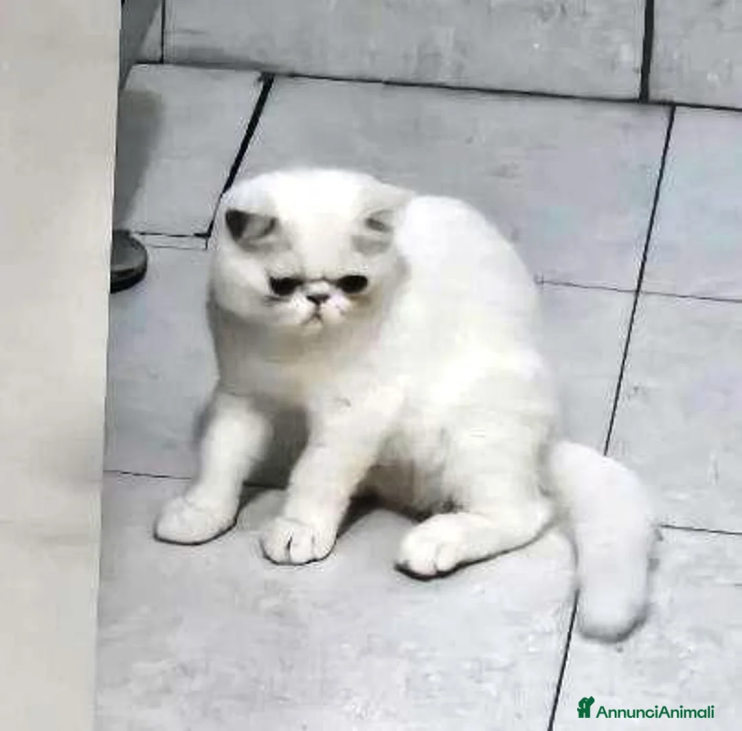 Exotic Shorthair gatti in vendita: GATTINI EXOTIC SHORTHAIR  a Provincia di Monza e della Brianza - Annuncio 9