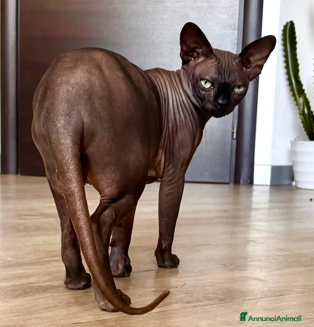 Sphynx gatti per accoppiamento: Anoubi cerca fidanzata a Provincia di Pavia - Annuncio 1