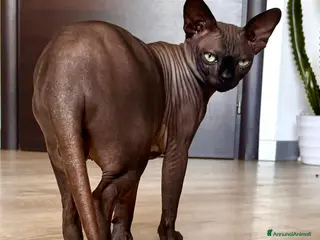 Sphynx gatti Anoubi cerca fidanzata - Annuncio 3