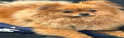 Spitz cani in vendita: Cuccioli di spitz Pomerania  - Annuncio 8