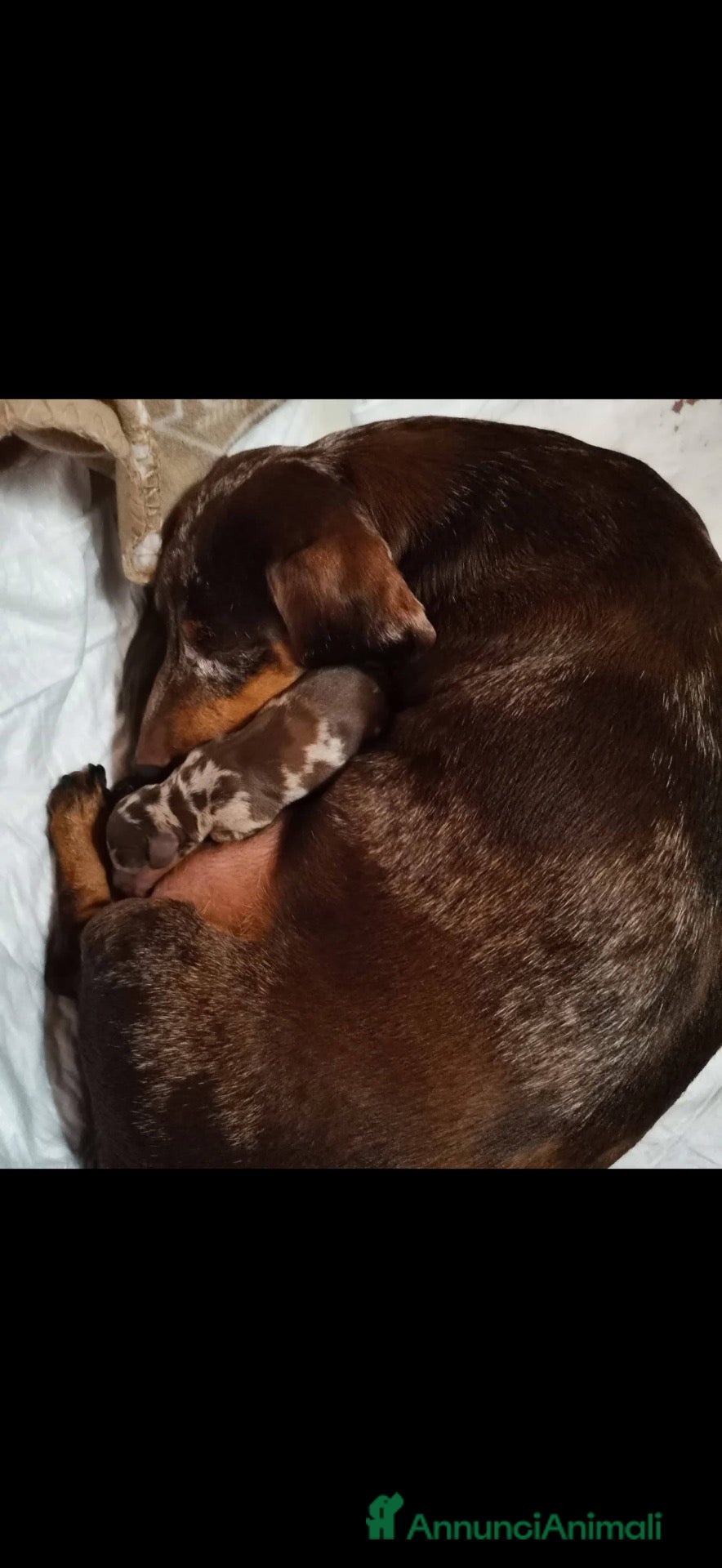 Bassotto Nano cani Bassotti  - Annuncio 9