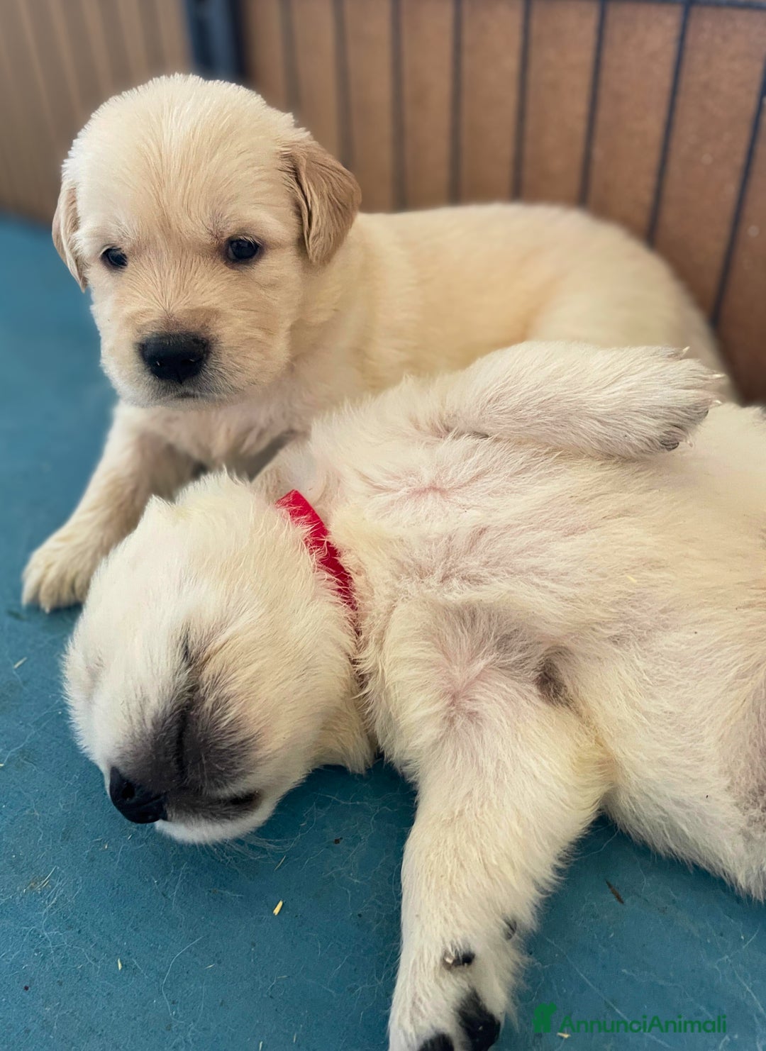 Golden Retriever cani in vendita: GOLDEN RETRIEVER  - Annuncio 4