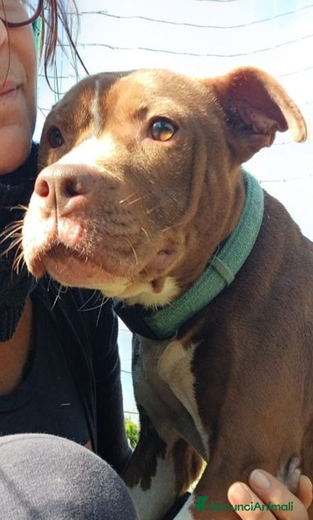 Pitbull cani in regalo: MARGOT buona con tutti! - Annuncio 5