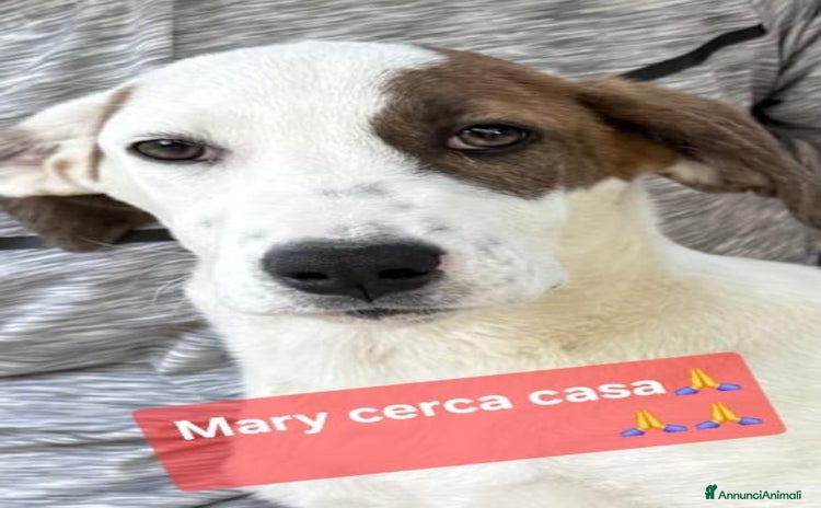 Meticcio cani - Annuncio 10