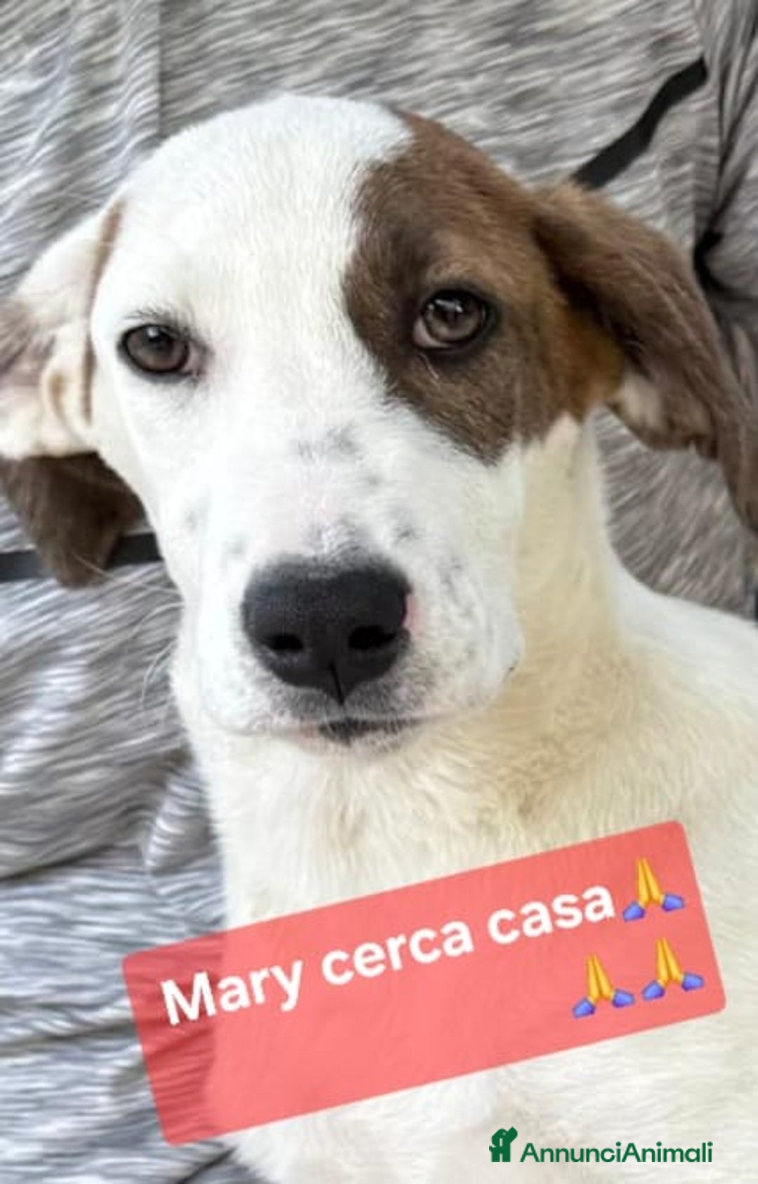Meticcio cani in regalo: Mary e Nocciolino 4mesi e 1/2 INVISIBILI! SICILIA - Annuncio 1