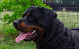 Rottweiler cani in regalo: Rex, 3 anni e mezzo a Provincia di Bergamo - Immagine 5