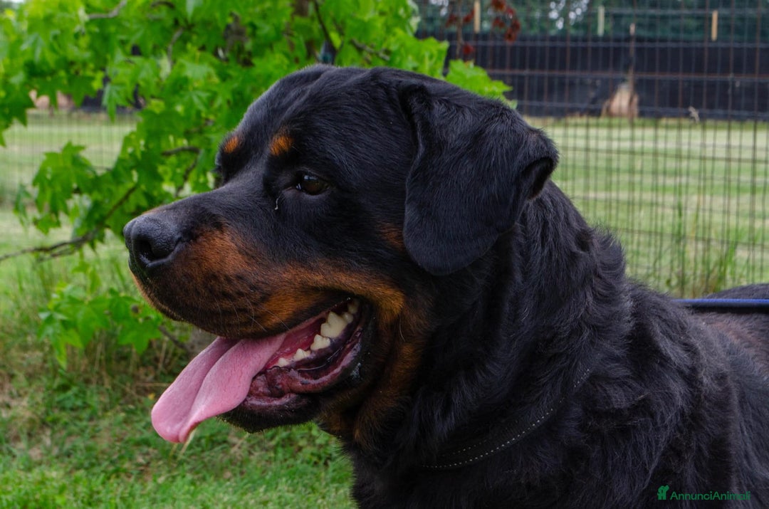 Rottweiler cani in regalo: Rex, 3 anni e mezzo a Provincia di Bergamo - Immagine 5
