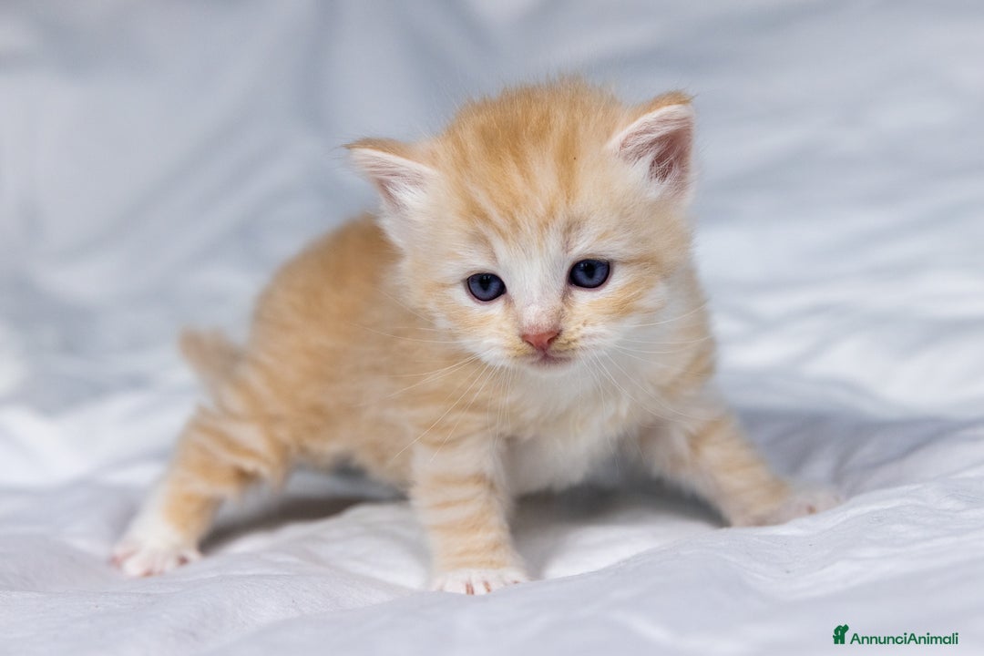 Siberiano gatti in vendita: Splendidi cuccioli gatto siberiano disponibili a Città Metropolitana di Torino - Immagine 2