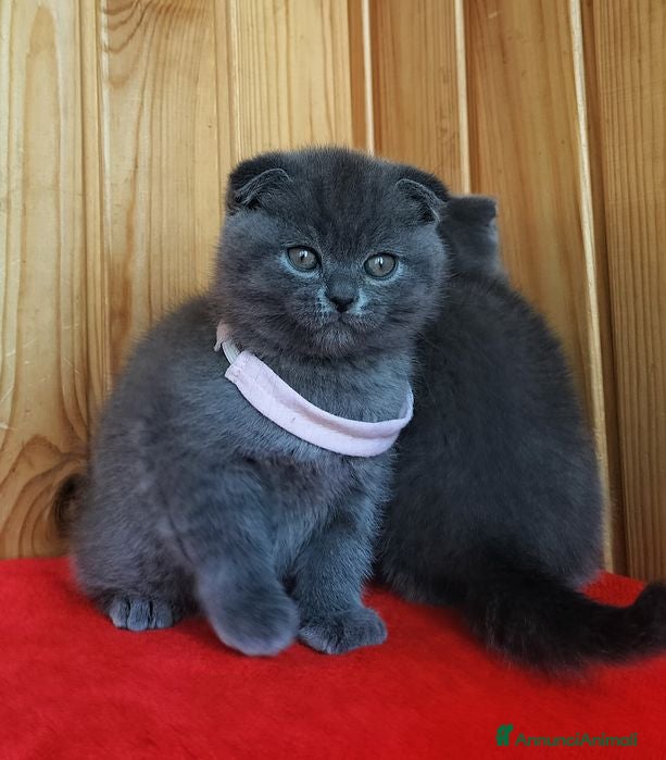 Scottish gatti Scottish  - Annuncio 21