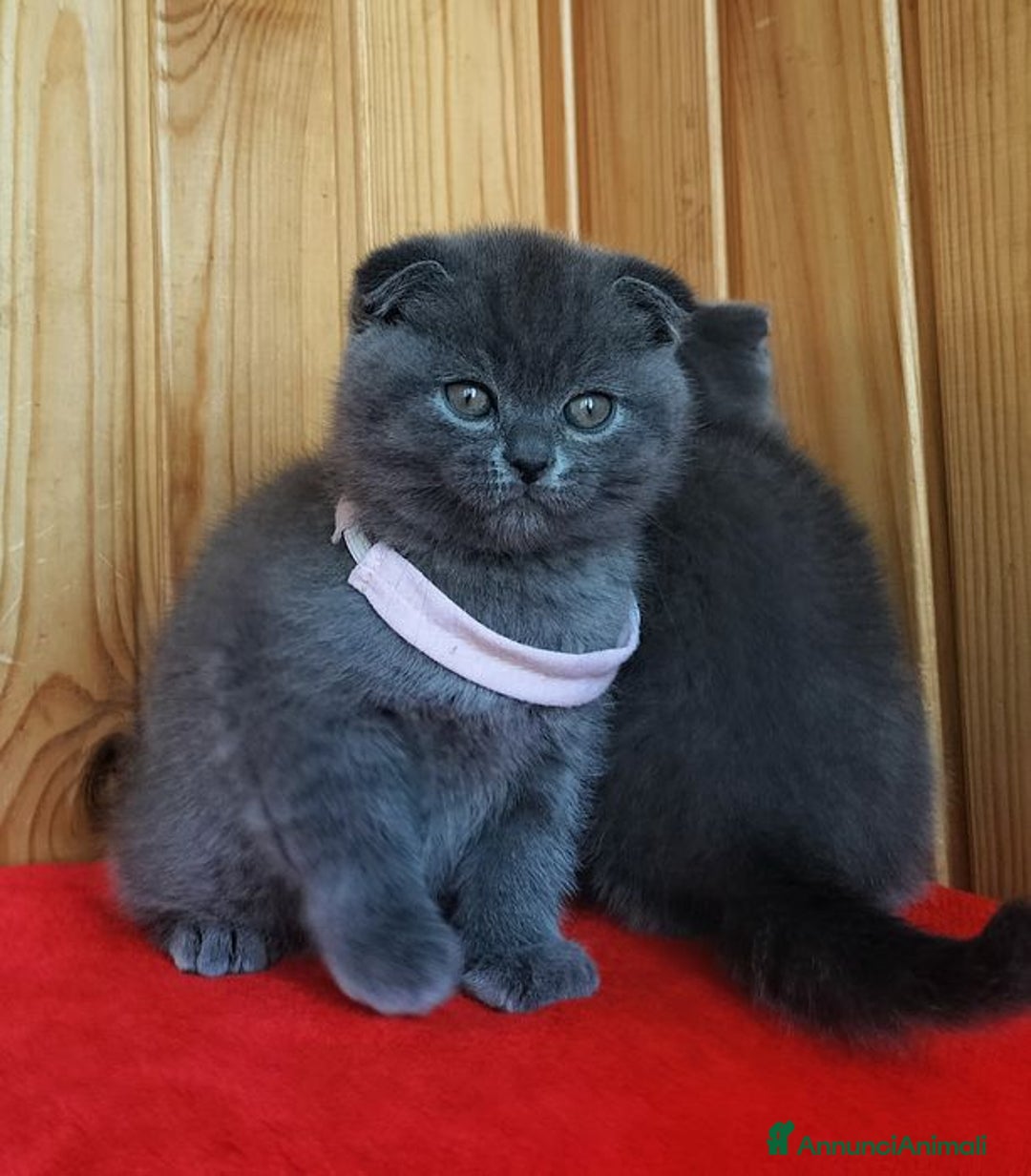 Scottish gatti in vendita: Scottish  - Annuncio 1