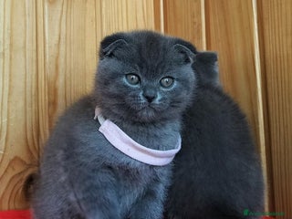 Scottish gatti Scottish - Annuncio 2