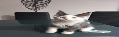 Maine Coon 3