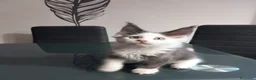 Maine Coon gatti in vendita: Maine coon occhi blu/impari a Provincia di Cremona - Annuncio 2