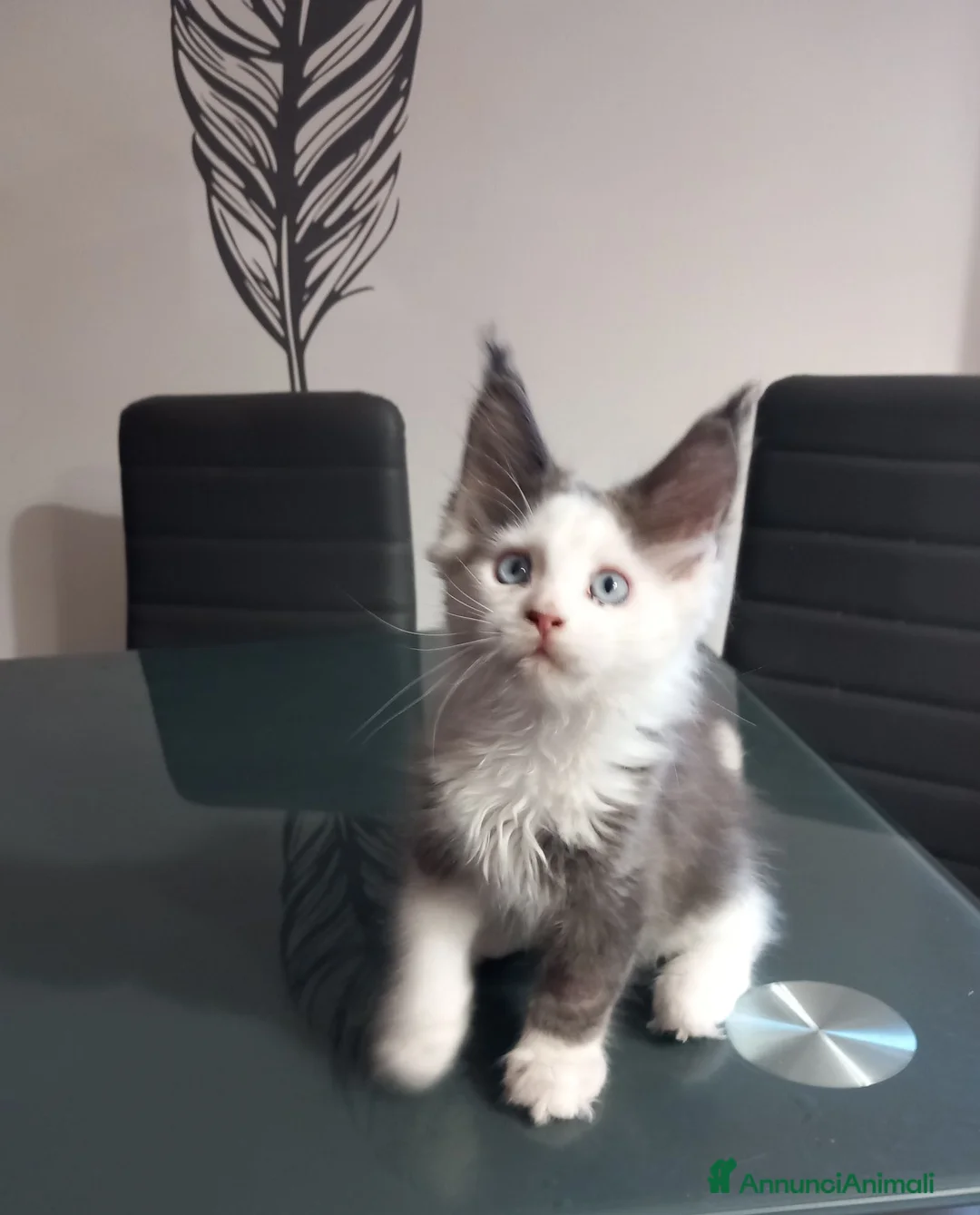 Maine Coon gatti in vendita: Maine coon occhi blu/impari a Provincia di Cremona - Annuncio 2