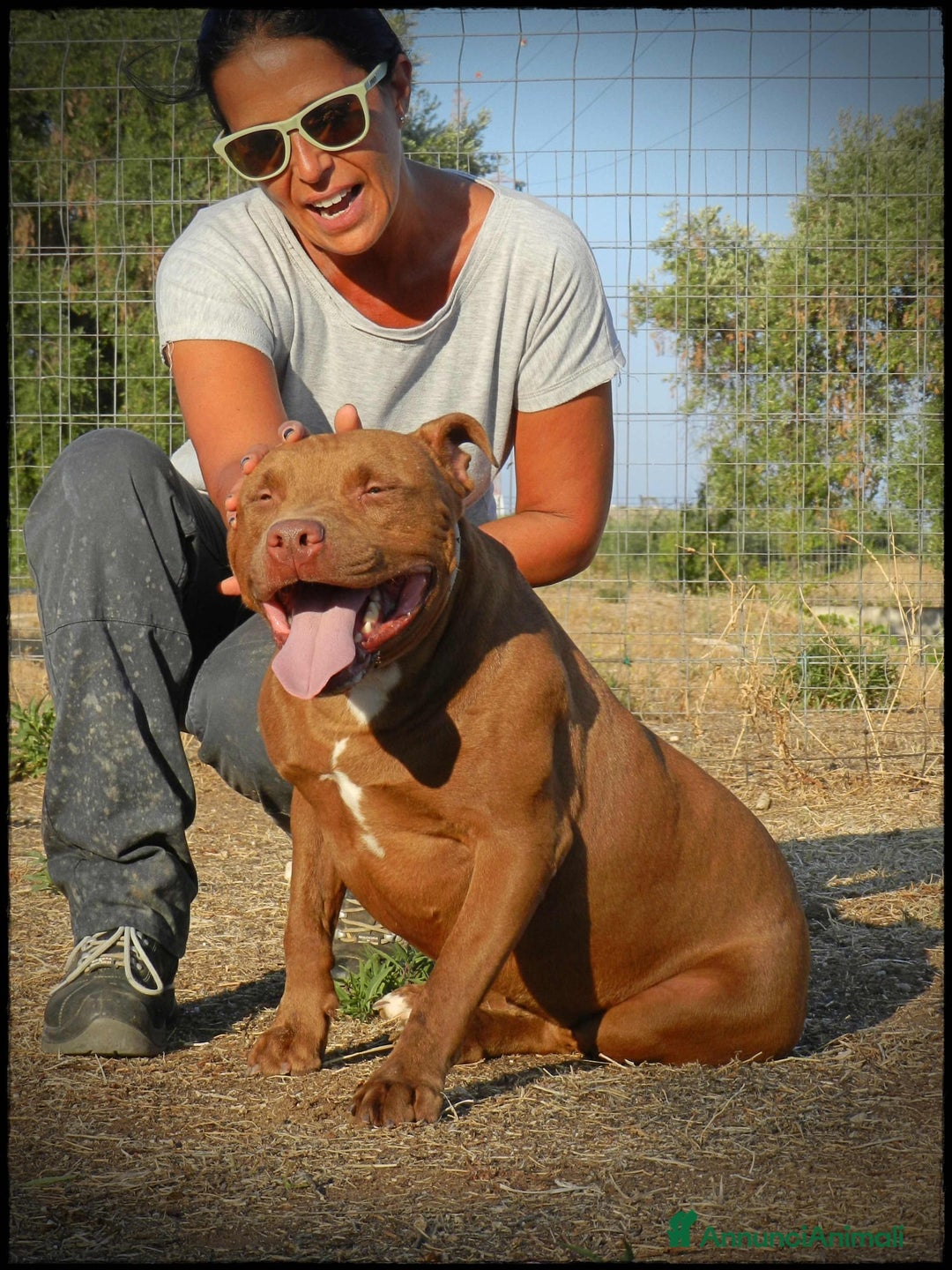 Pitbull cani in regalo: Pasha pit superbravo a Città metropolitana di Milano - Immagine 16