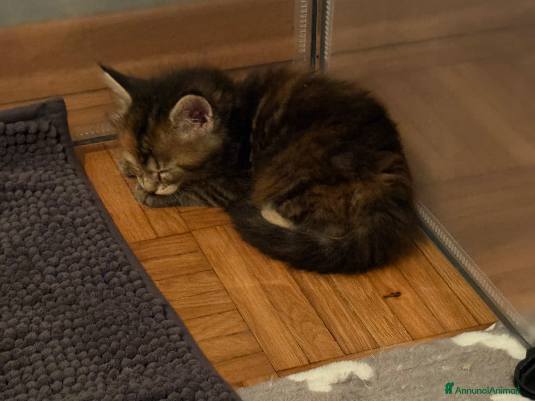 Maine Coon gatti Tre cucciole di Maine Coon - Annuncio 14