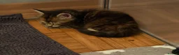 Maine Coon gatti in vendita: Tre cucciole di Maine Coon a Città Metropolitana di Torino - Annuncio 1