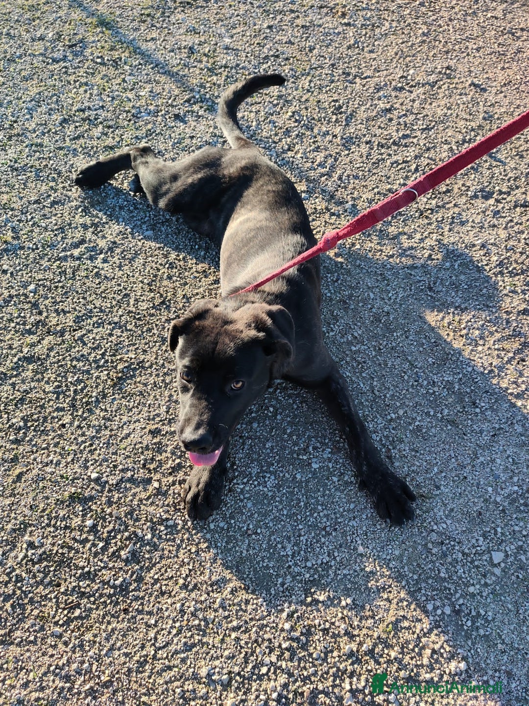 Altre razze cani in regalo: KARL, STEFY, CHARLOTTE, GENNY E GENNARINO - Annuncio 2