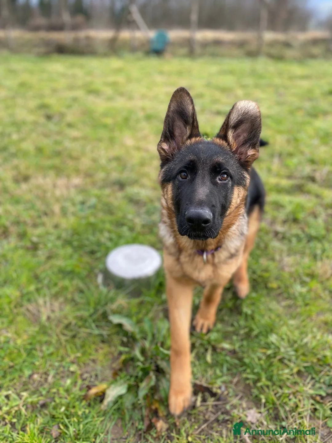 Pastore Tedesco cani in regalo: Shanky, 5 mesi, cerca casa - Annuncio 2