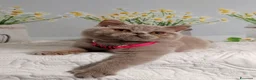 British gatti in vendita: British Shorthair Kuma  - Annuncio 4